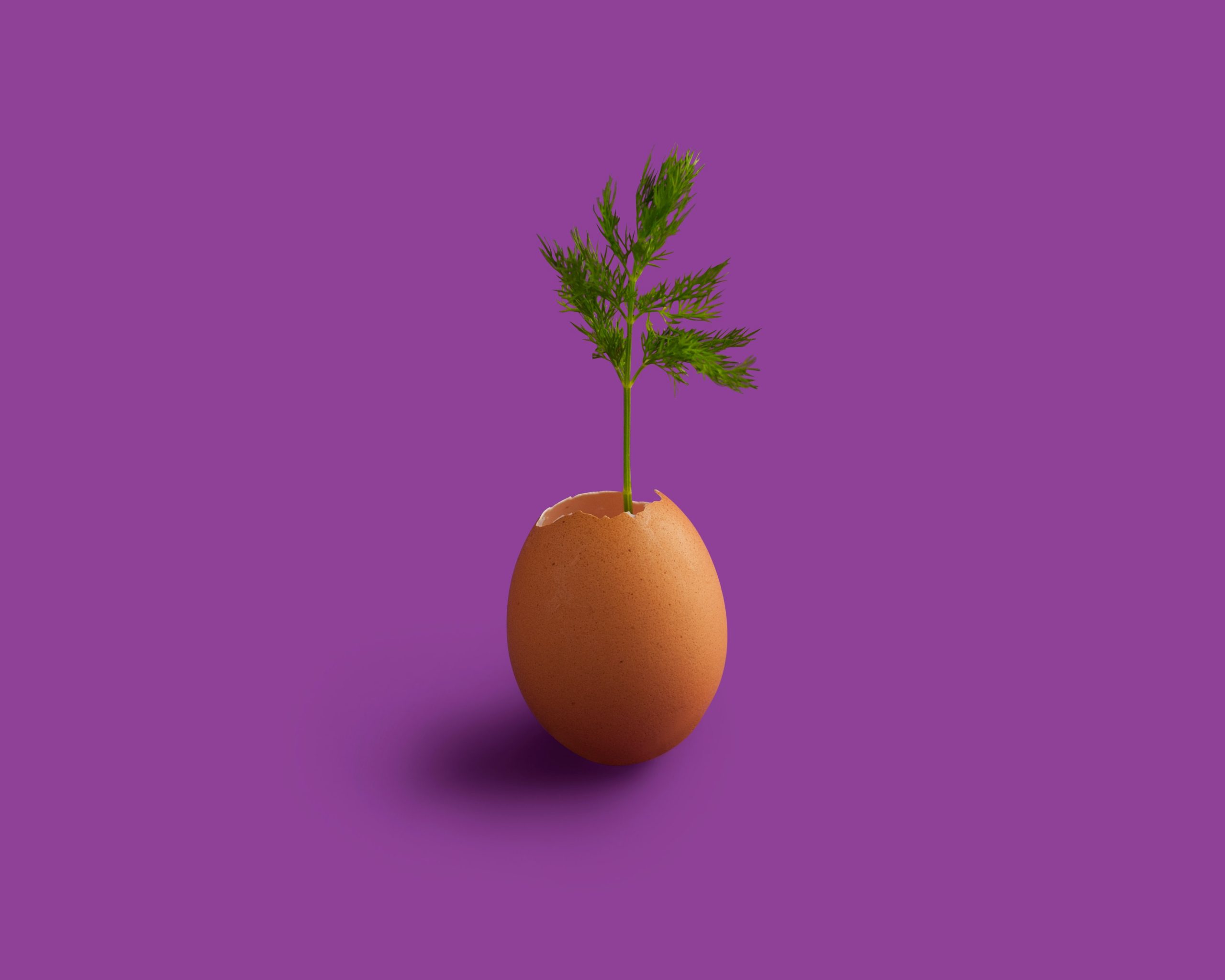 All about the menopause